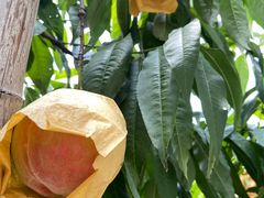 -老袁家蜜桃农场·阳山水蜜桃