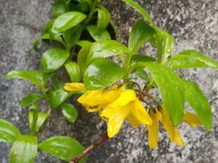 -螃蟹岬(地铁站)