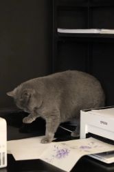 -飛凡TATTOO纹身•原创