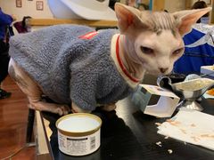 -猫小院猫主题咖啡厅(北锣店)