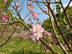 -南汇桃花村