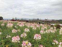 -径山花海