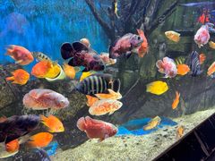 -顺德南宏海立方海洋公园