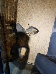 -酷嗒动物文化乐园(cutezoo西溪乐天城店)