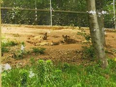 -安徽大青山野生动物世界