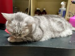 -猫色咖啡·猫咖