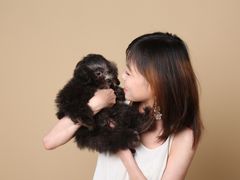 -翊宠yipet猫狗购宠庄园犬舍•猫舍