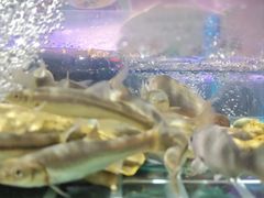 -老阿爸鲜鱼土菜(园区永旺店)