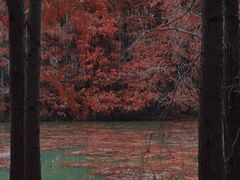 -上海海湾国家森林公园