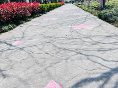 -高东镇樱花园