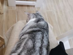 -李小姐の猫咖啡馆(五角场店)