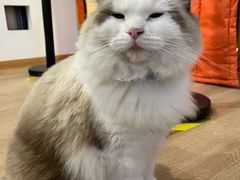 -南京Hallo宠物乐园·哈罗犬舍·柴犬繁育基地