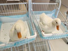 -怪兽屋·羊驼·猫咖·狗咖(俊华广场店)