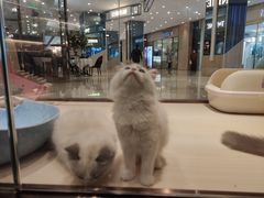 -momokira米努特·德文卷毛猫·棉花面纱犬