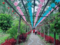 -莫里热带雨林景区