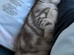 -瑞派宠物医院·犬猫全科·猫友好(宾水西道店)