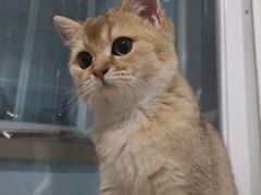 -袖虎·猫馆(体育西路店)