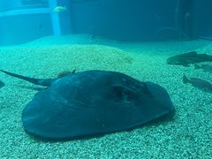 -大阪海游馆
