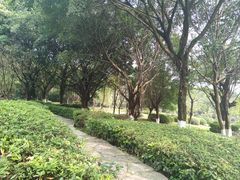 -重庆平顶山公园