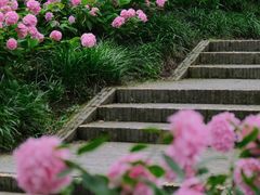 -上海滨江森林公园