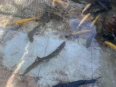 -北京龙庆四季香农家饭庄·灶台鱼·碳烤虹鳟鱼(龙庆峡店)