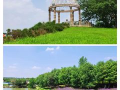 -大塘金香草谷