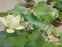 -莲花池公园