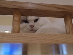 -滚猫咖啡·猫咖·猫友好撸猫(未来城店)