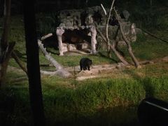 -清迈夜间动物园