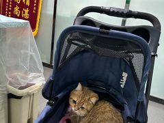 -半岛宠物医院24小时(科华中路店)
