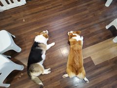 -柯斗斗主题餐厅·狗咖·围炉煮茶·茶饮(国瑞升平里店)