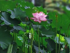 -陈家山荷花公园