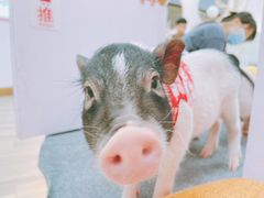 -猪盟咖啡店(玖洲道店)