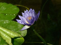 -国家植物园南园