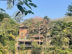 -西双版纳原始森林公园