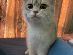 -猫大福·Fortune Cat猫舍(百子湾店)