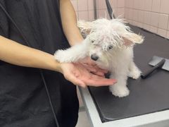 -FAELING PETS美天灵宠物(富力广场店)