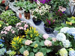 -长春青怡坊鲜花批发(青怡坊花鸟市场店)
