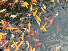 -合肥野生动物园