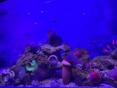 -芜湖新华联大白鲸海洋公园