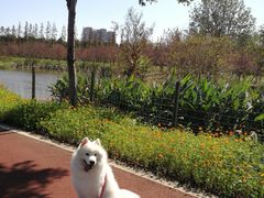 -上海长兴岛郊野公园