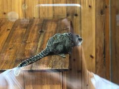-上海大自然野生昆虫馆(东方明珠·爬宠昆虫探索中心)