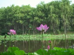 -东郊湿地公园