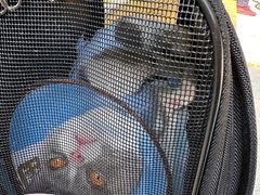 -米苏动物医院·犬猫专科·骨科外科内窥镜