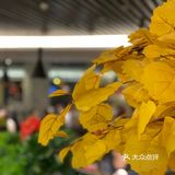 新疆菜天花板——烤羊肉包子打开新世界[流泪]✨