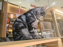 -米乐乖乖猫咪咖啡馆·猫咖(深圳湾后海汇店)