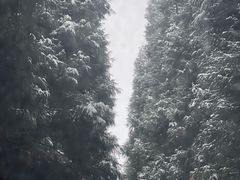 -武陵山森林公园