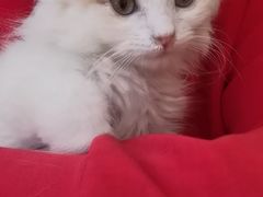 -平行世界·猫咖(首经贸店)