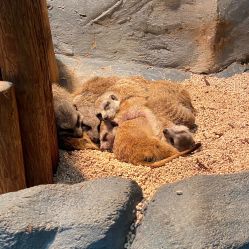 -Zoolung Zoolung动物主题公园(海信广场店)