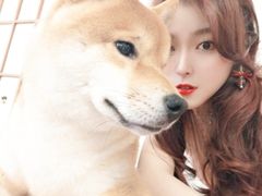 -豆柴町-柴犬主题狗咖(红鼎国际C座店)